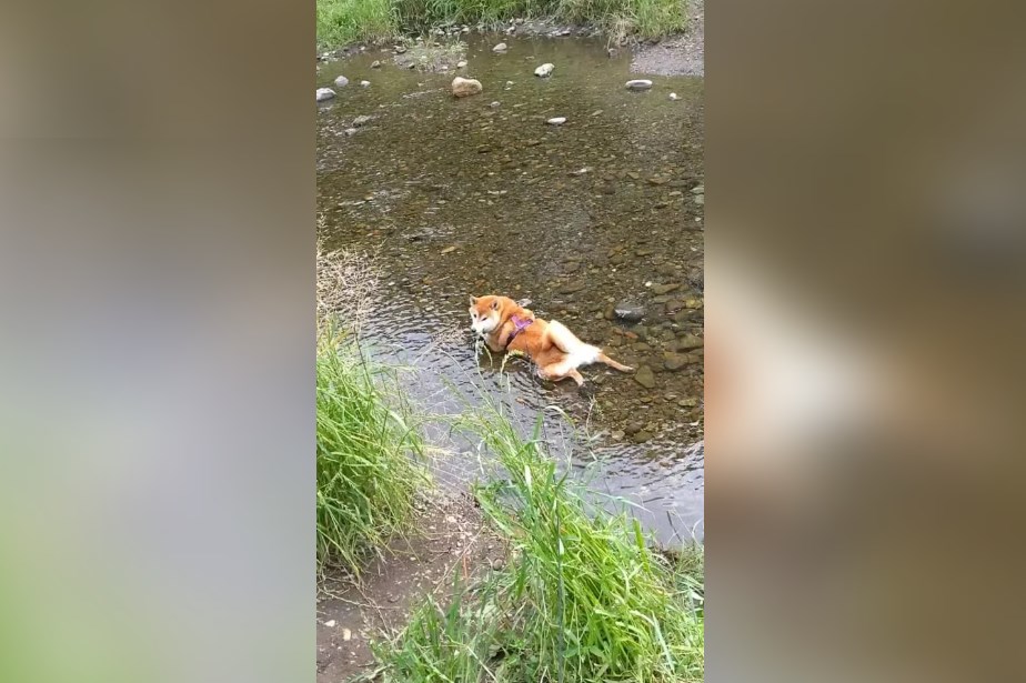 懂享受！柴犬不怕水，每天在溪水裡悠哉泡冷水浴