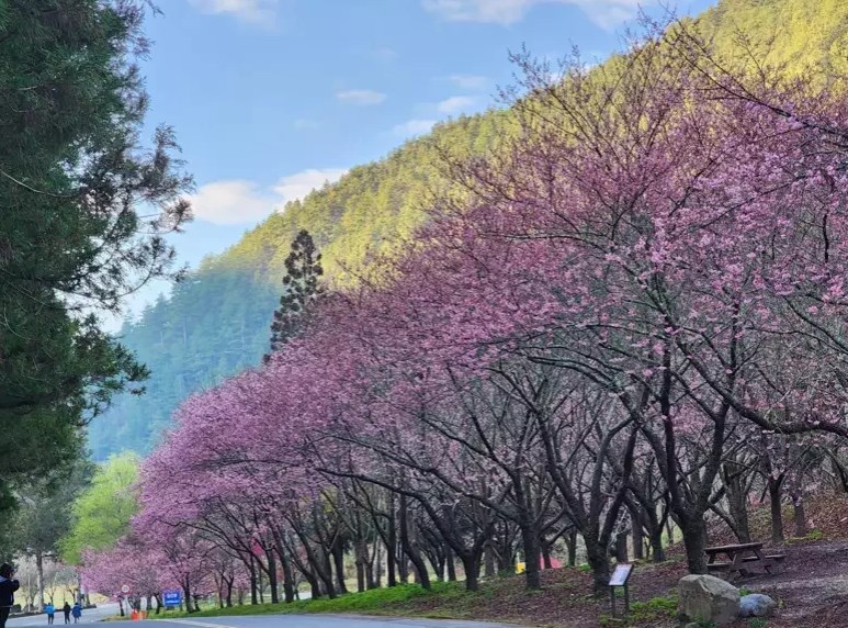 美不勝收！武陵「櫻花祭」登場，粉紅美景超吸睛