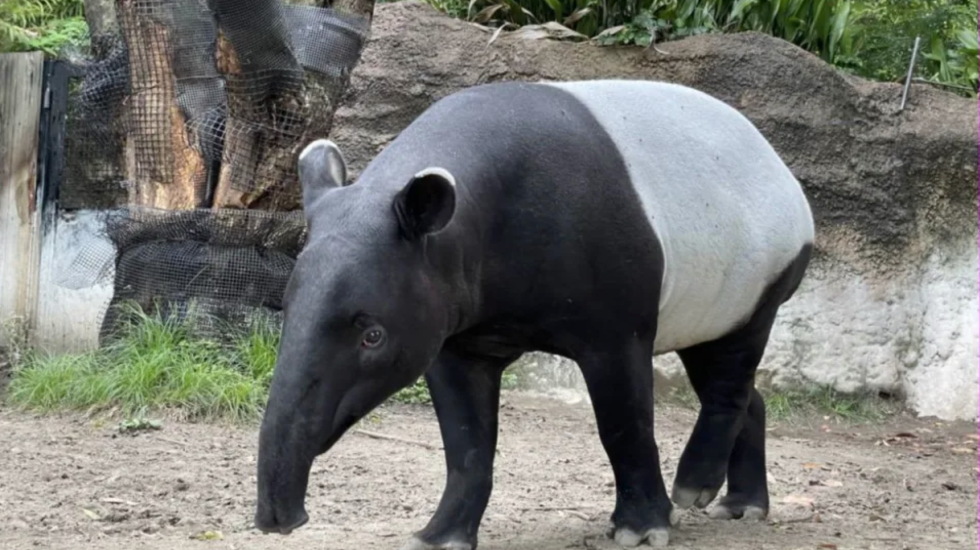 馬來貘「英雄（Hideo）」抵台就死亡。（圖／動物園提供）