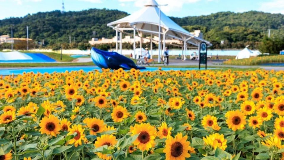 大佳河濱公園的向日葵花海