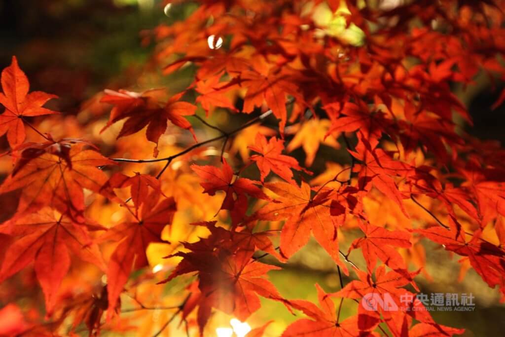 日本經歷有紀錄以來最暖秋天 紅葉季延至12月登場