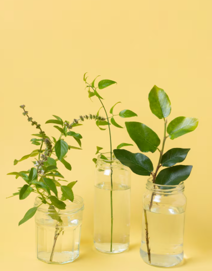 植物新藥如何應對失智症與老年疾病？