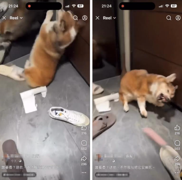 茶聚加盟主詹孟樺虐待15歲柯基影片瘋傳 總部凌晨急發聲明停權調查