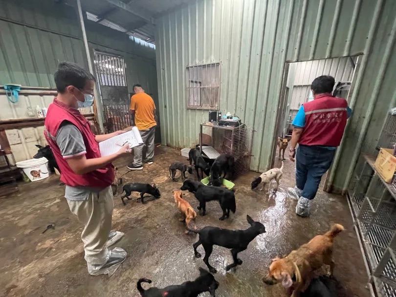 浪浪寶媽神話崩壞!李孟寶狗園被揭煉獄現場 嗆動保處「等著收屍體」遭強制沒入132犬